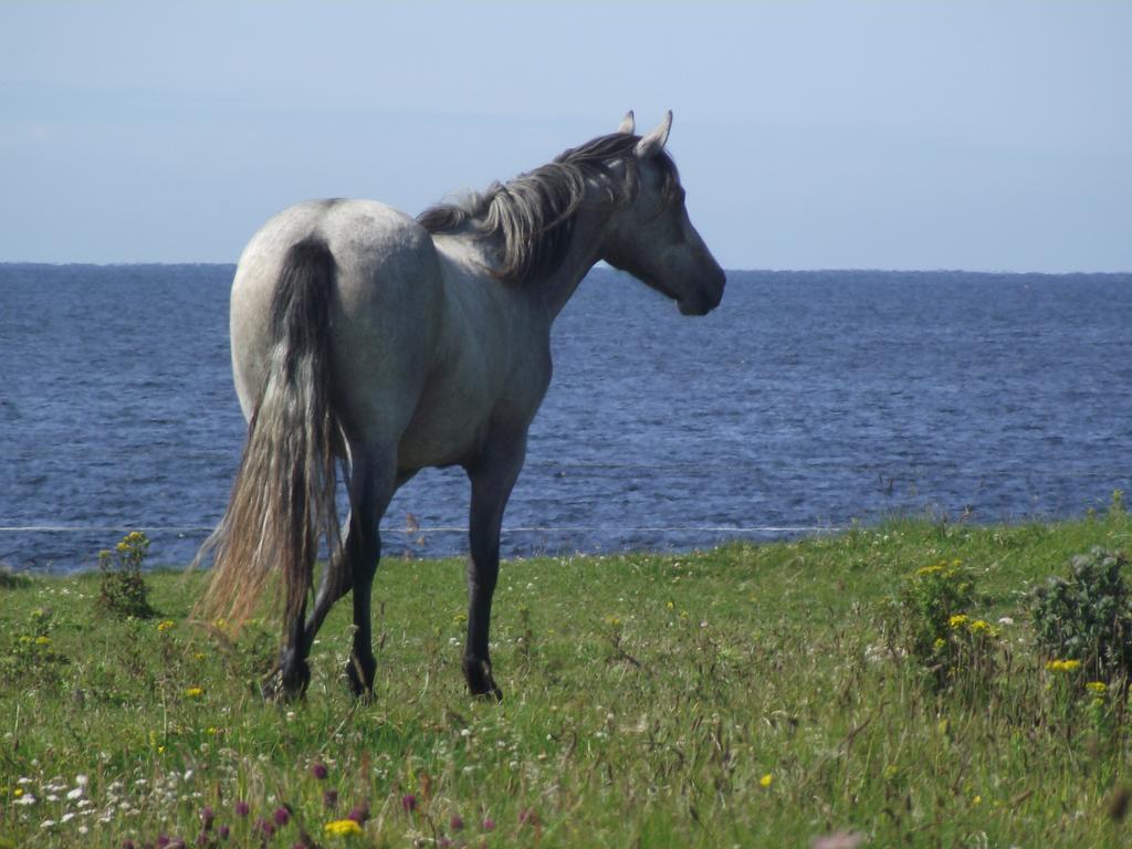 Ocean Sound Bed and Breakfast Easkey Exteriör bild